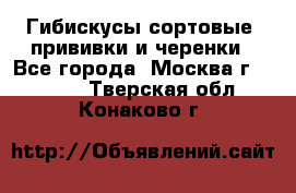 Гибискусы сортовые, прививки и черенки - Все города, Москва г.  »    . Тверская обл.,Конаково г.